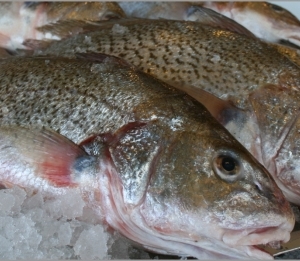 frozen croaker fish