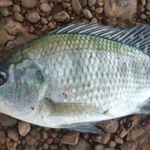 Frozen Tilapia