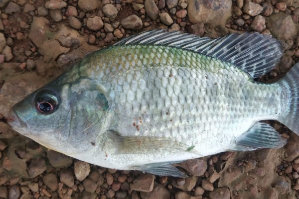 Frozen Tilapia